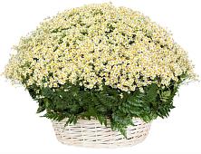 Цветочная композиция из Ромашки в корзине #REPLACE_PRED# Рыболово